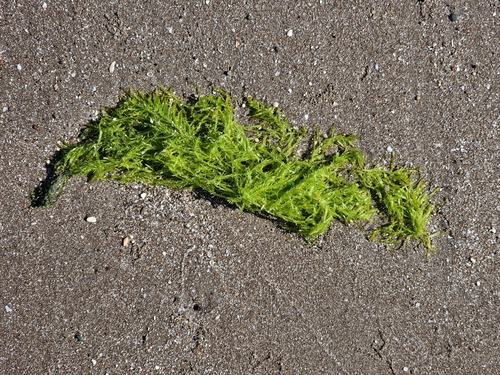 Ulva clathrata observed 2025-02-22