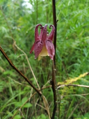 Aquilegia oxysepala