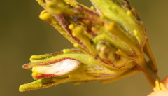 Cordylanthus rigidus rigidus