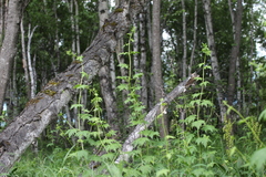 Aconitum fischeri
