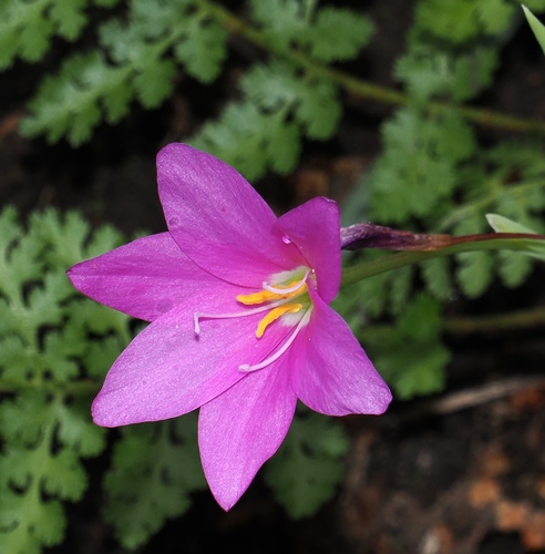 Image of Hesperantha scopulosa by (c) desertnaturalist, some rights reserved (CC BY)