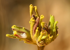 Cordylanthus rigidus rigidus