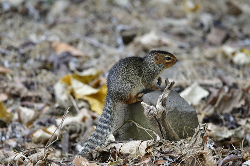 Ring-tailed Ground Squirrel