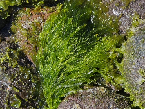 Ulva clathrata observed 2025-02-22