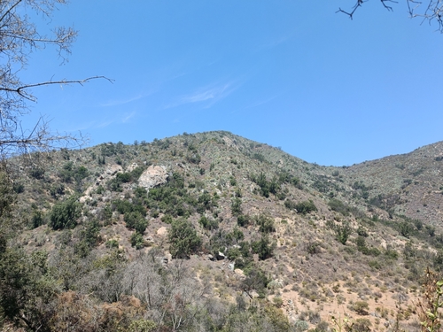 Foto de Coqueiro-do-chile