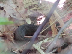 Nerodia erythrogaster