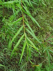 Salix schwerinii