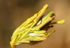 Cordylanthus rigidus rigidus