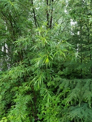 Salix schwerinii