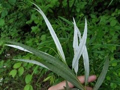Salix schwerinii