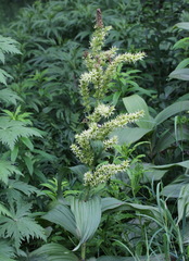 Veratrum oxysepalum