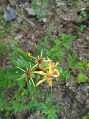 Hypericum ascyron gebleri