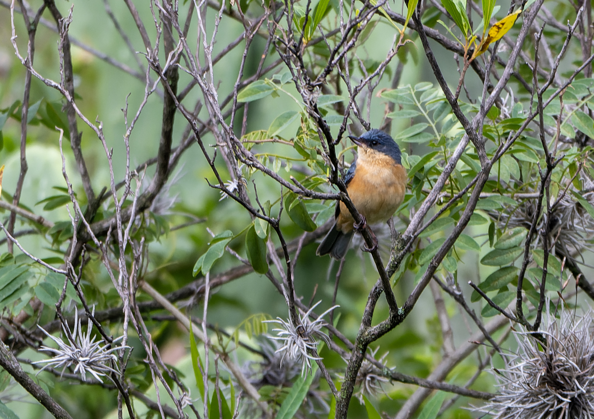 Rusty Flowerpiercer (Diglossa sittoides), photo 6