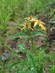 Hypericum ascyron gebleri