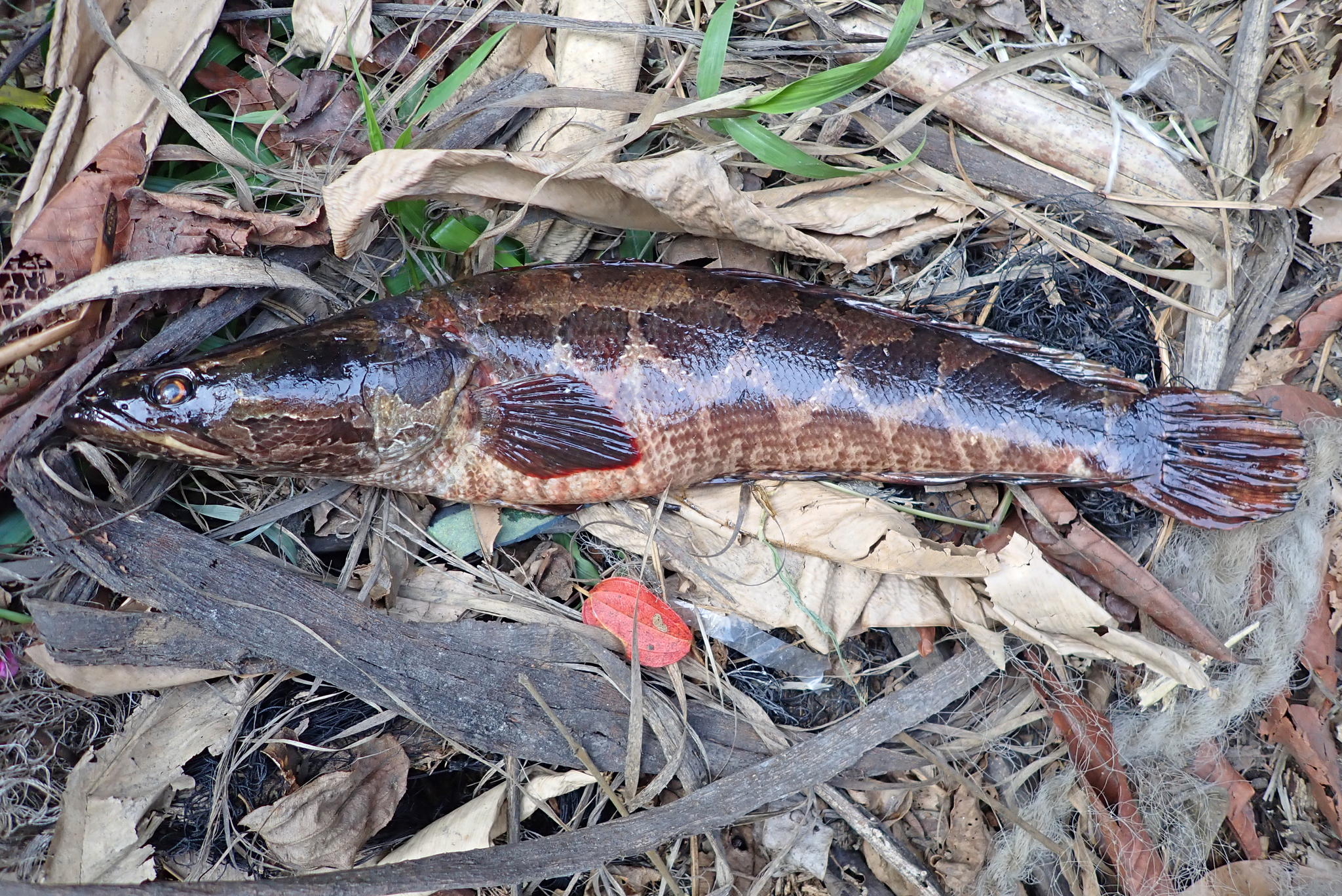 Congo Snakehead photo 3