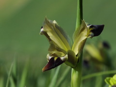 Iris tuberosa