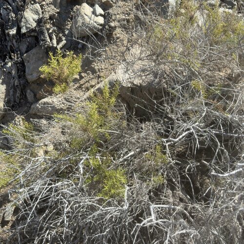Image of Xylothamia diffusa by (c) Bill Levine, some rights reserved (CC BY)