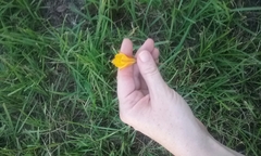 Zephyranthes tubispatha