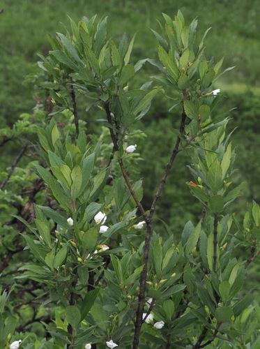 Image of Bowkeria verticillata by (c) desertnaturalist, some rights reserved (CC BY)