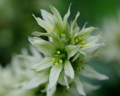 Veratrum oxysepalum