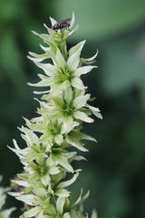 Veratrum oxysepalum
