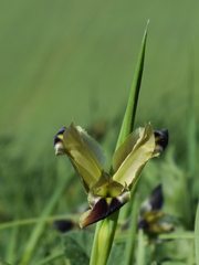 Iris tuberosa