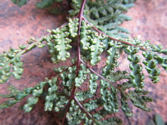 Cheilanthes multifida multifida
