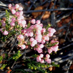 Erica umbelliflora