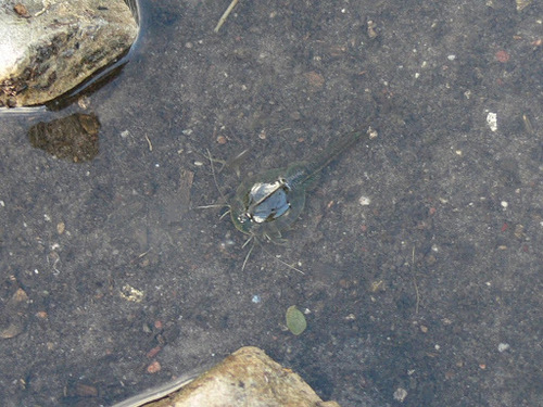 Triops granarius
