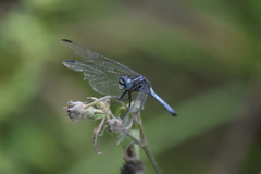 Cannaphila