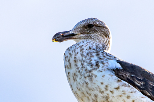 Cape Gull｜海角鸥 参考照片