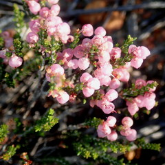 Erica umbelliflora