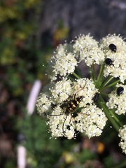 Stenostrophia tribalteata