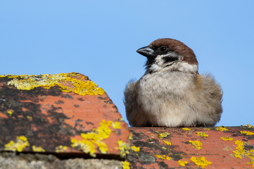 Gorrión molinero (Passer montanus)