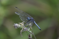 Cannaphila