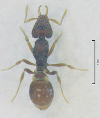 Strumigenys perplexa