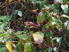 Carpodacus formosanus