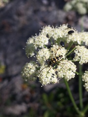 Stenostrophia tribalteata