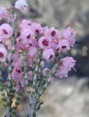 Erica umbelliflora