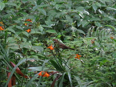 Carpodacus formosanus