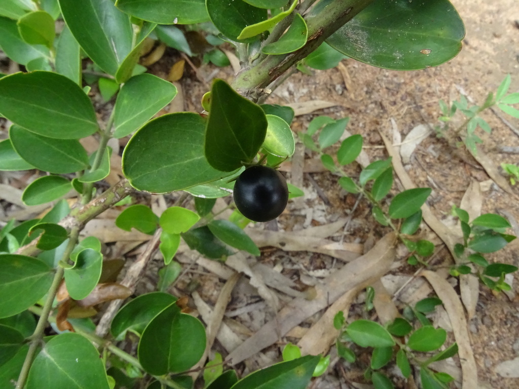 Jasminum cuspidatum