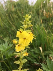 Rhynchocorys elephas