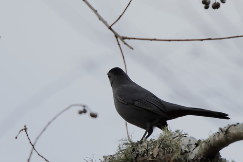 Gray Catbird photographed in Louisiana