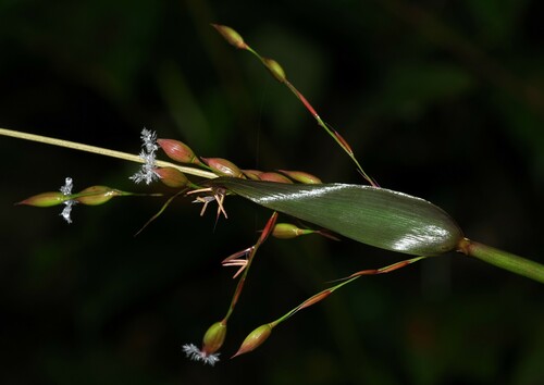 Olyra ecaudata