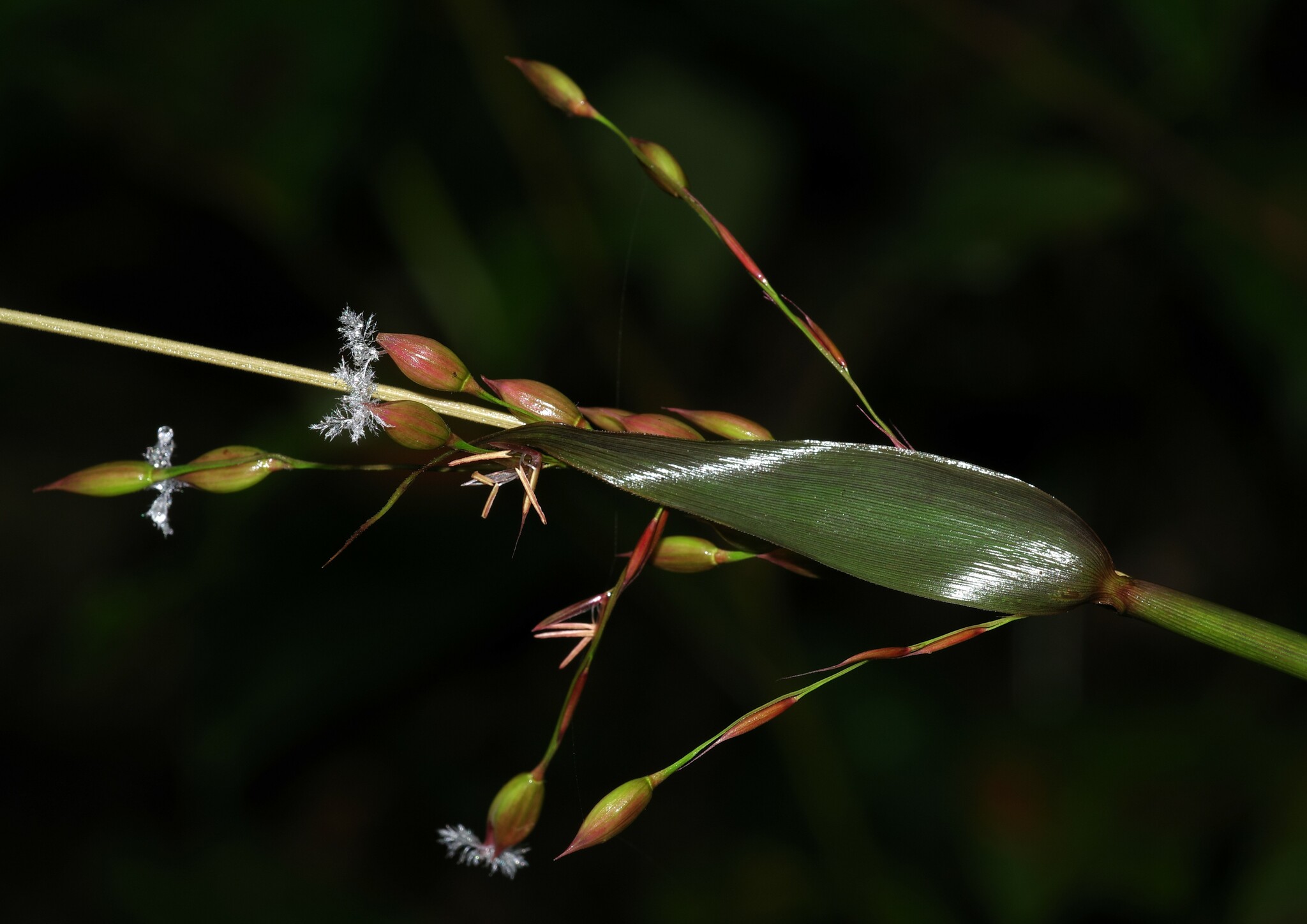 Olyra ecaudata