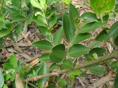 Jasminum cuspidatum
