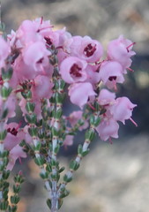 Erica umbelliflora
