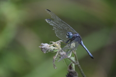 Cannaphila