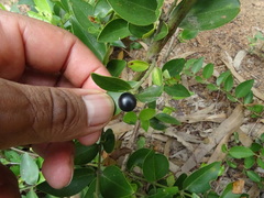 Jasminum cuspidatum
