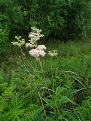 Filipendula palmata